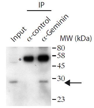 Immunoprecipitation - Anti-Geminin antibody (AB175799)