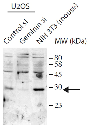 Western blot - Anti-Geminin antibody (AB175799)