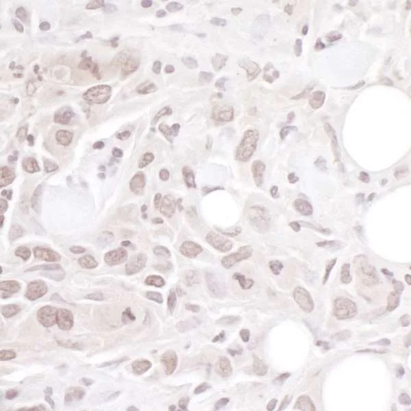 Immunohistochemistry (Formalin/PFA-fixed paraffin-embedded sections) - Anti-Geminin antibody (AB264157)