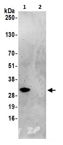 Immunoprecipitation - Anti-Geminin antibody (AB264157), expandable thumbnail
