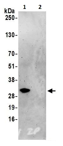 Immunoprecipitation - Anti-Geminin antibody (AB264157)