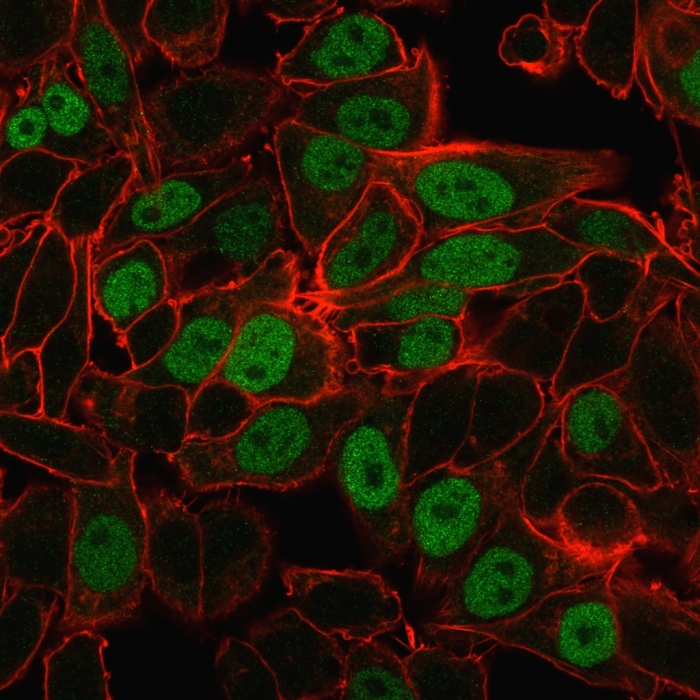 Immunocytochemistry/ Immunofluorescence - Anti-Geminin antibody [CPTC-GMNN-1] - BSA and Azide free (AB268219), expandable thumbnail