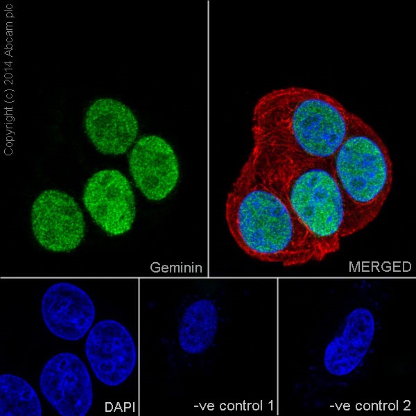 Immunocytochemistry/ Immunofluorescence - Anti-Geminin antibody [EPR14637] (AB195047), expandable thumbnail