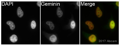 Immunocytochemistry/ Immunofluorescence - Anti-Geminin antibody [EPR14637] (AB195047), expandable thumbnail
