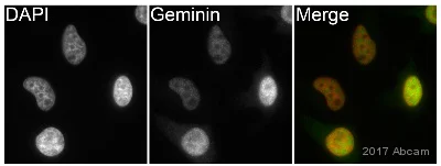 Immunocytochemistry/ Immunofluorescence - Anti-Geminin antibody [EPR14637] (AB195047)