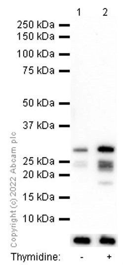 Western blot - Anti-Geminin antibody [EPR14637] (ab195047), expandable thumbnail