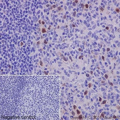 Immunohistochemistry (Formalin/PFA-fixed paraffin-embedded sections) - Anti-Geminin antibody [EPR14637] - BSA and Azide free (AB238988)