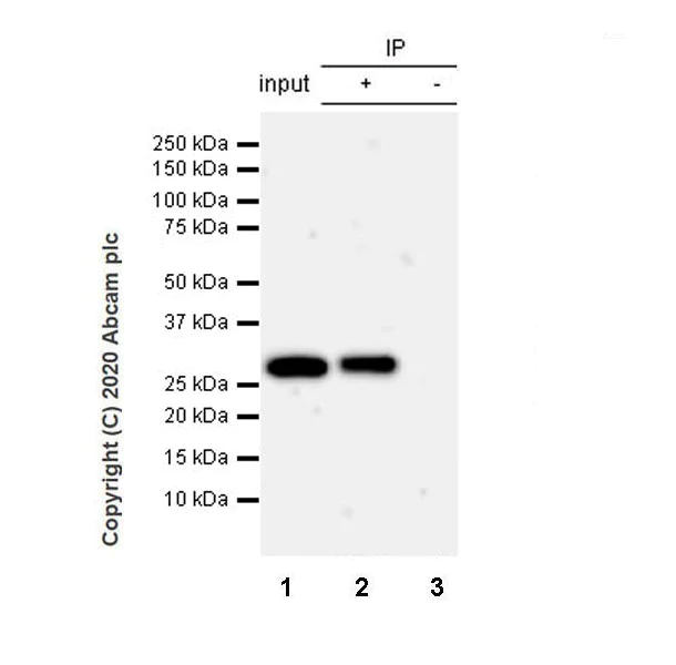 Immunoprecipitation - Anti-Geminin antibody [EPR23754-87] (AB246509)