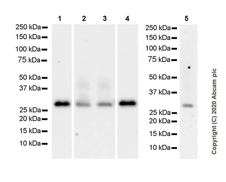 Western blot - Anti-Geminin antibody [EPR23754-87] (AB246509)