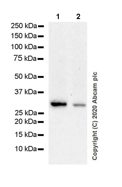Western blot - Anti-Geminin antibody [EPR23754-87] (AB246509)