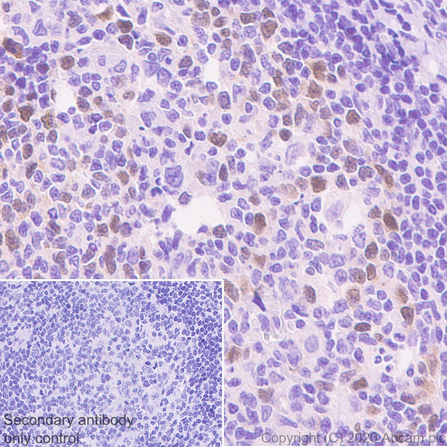 Immunohistochemistry (Formalin/PFA-fixed paraffin-embedded sections) - Anti-Geminin antibody [EPR23754-87] - BSA and Azide free (AB273633), expandable thumbnail