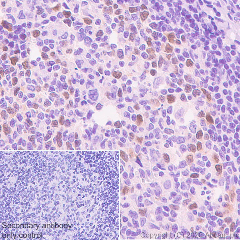 Immunohistochemistry (Formalin/PFA-fixed paraffin-embedded sections) - Anti-Geminin antibody [EPR23754-87] - BSA and Azide free (AB273633)