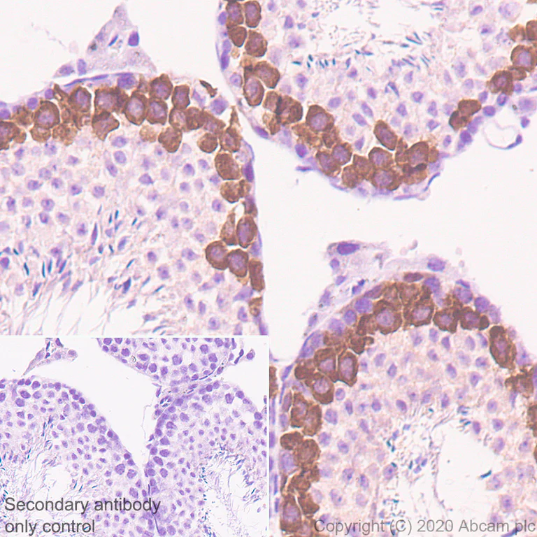 Immunohistochemistry (Formalin/PFA-fixed paraffin-embedded sections) - Anti-Geminin antibody [EPR23754-87] - BSA and Azide free (AB273633)