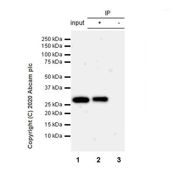 Immunoprecipitation - Anti-Geminin antibody [EPR23754-87] - BSA and Azide free (AB273633), expandable thumbnail