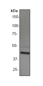 Western blot - Anti-General Receptor for phosphoinositides 1/GRASP antibody [EP394Y] (AB33886)