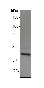 Western blot - Anti-General Receptor for phosphoinositides 1/GRASP antibody [EP394Y] - BSA and Azide free (AB247277)
