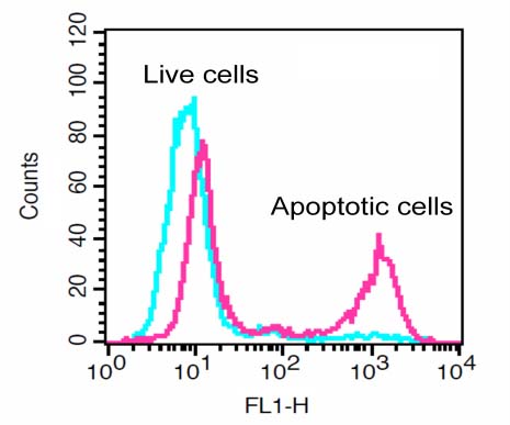 Flow Cytometry - Generic Caspase Activity Assay Kit (Fluorometric - Green) (AB112130), expandable thumbnail