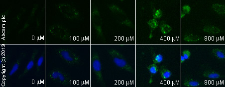 Functional Studies - Genipin, Cell-permeable uncoupling protein 2 inhibitor (AB141049), expandable thumbnail