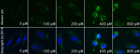 Functional Studies - Genipin, Cell-permeable uncoupling protein 2 inhibitor (AB141049)