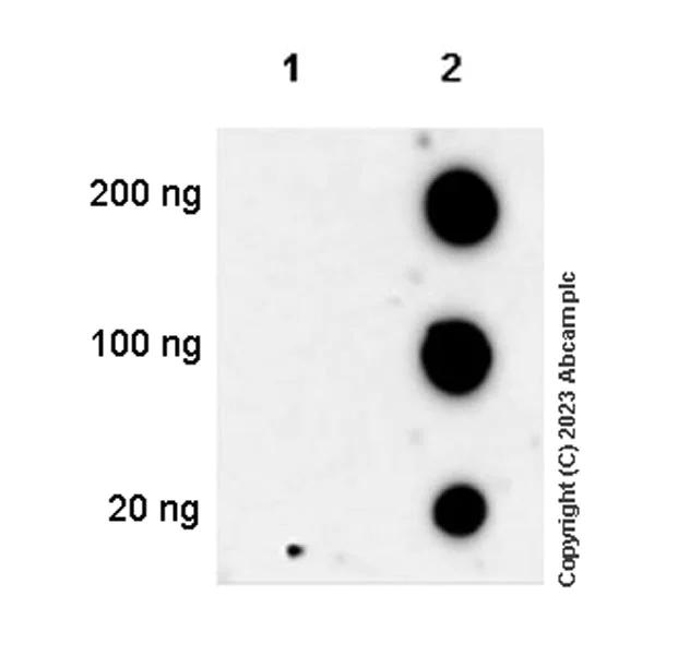 Dot Blot - Anti-Gentamicin antibody [EPR27991-65] - BSA and Azide free (AB314127)