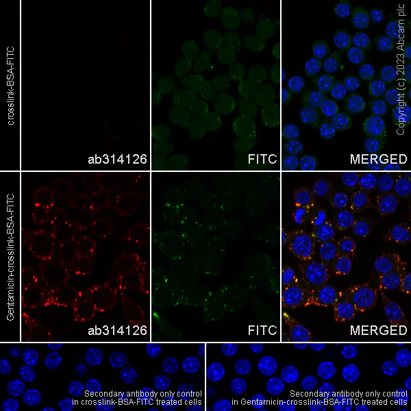 Immunocytochemistry/ Immunofluorescence - Anti-Gentamicin antibody [EPR27991-65] - BSA and Azide free (AB314127)