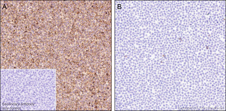 Immunohistochemistry (Formalin/PFA-fixed paraffin-embedded sections) - Anti-Gentamicin antibody [EPR27991-65] - BSA and Azide free (AB314127)
