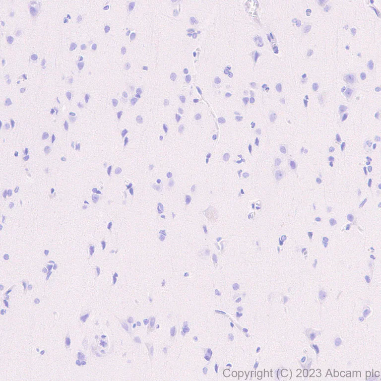 Immunohistochemistry (Formalin/PFA-fixed paraffin-embedded sections) - Anti-Gentamicin antibody [EPR27991-65] - BSA and Azide free (AB314127)