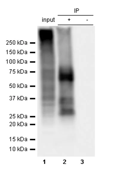 Immunoprecipitation - Anti-Gentamicin antibody [EPR27991-65] - BSA and Azide free (AB314127)