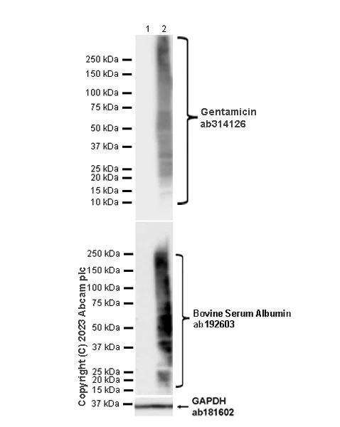 Western blot - Anti-Gentamicin antibody [EPR27991-65] - BSA and Azide free (AB314127)