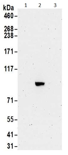 Western blot - Anti-Gephyrin antibody (AB185930)