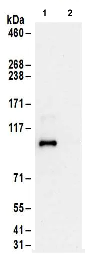 Immunoprecipitation - Anti-Gephyrin antibody (AB185993)