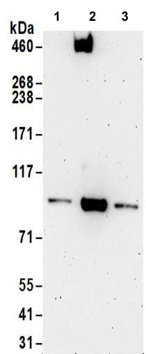Western blot - Anti-Gephyrin antibody (AB185993)
