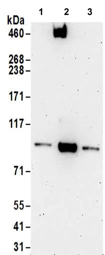 Western blot - Anti-Gephyrin antibody (AB185993)