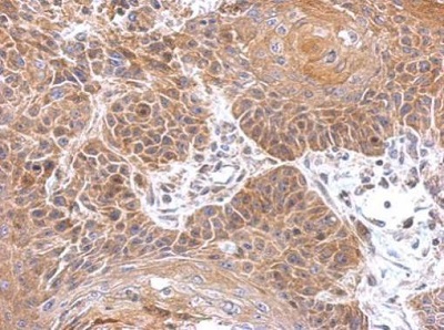 Immunohistochemistry (Formalin/PFA-fixed paraffin-embedded sections) - Anti-Gephyrin antibody (AB228674)