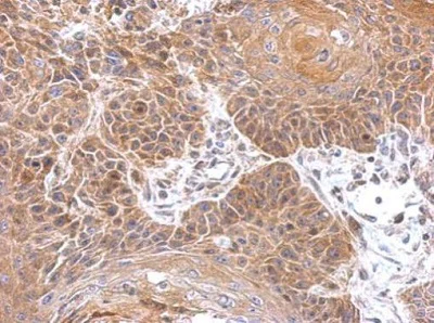 Immunohistochemistry (Formalin/PFA-fixed paraffin-embedded sections) - Anti-Gephyrin antibody (AB228674)