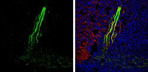 Immunohistochemistry (Frozen sections) - Anti-Gephyrin antibody (AB228674)