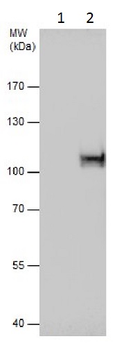 Immunoprecipitation - Anti-Gephyrin antibody (AB228674)