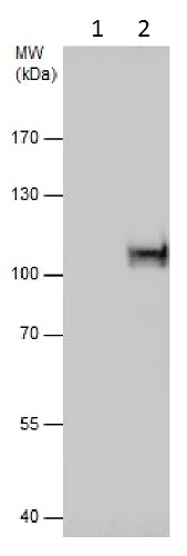 Immunoprecipitation - Anti-Gephyrin antibody (AB228674)