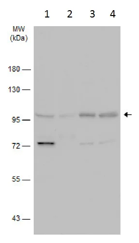 Western blot - Anti-Gephyrin antibody (AB228674)