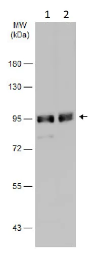 Western blot - Anti-Gephyrin antibody (AB228674)