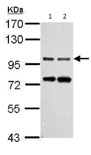 Western blot - Anti-Gephyrin antibody (AB228674)