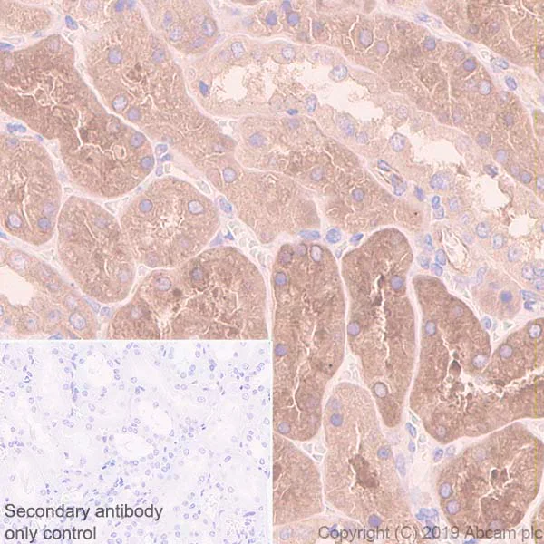 Immunohistochemistry (Formalin/PFA-fixed paraffin-embedded sections) - Anti-Gephyrin antibody [EPR12650] (AB181382)