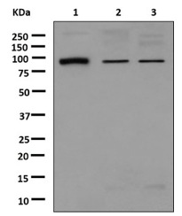 Western blot - Anti-Gephyrin antibody [EPR12650] (AB181382), expandable thumbnail