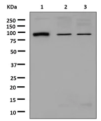 Western blot - Anti-Gephyrin antibody [EPR12650] (AB181382)