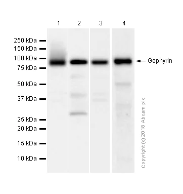 Western blot - Anti-Gephyrin antibody [EPR12650] (AB181382)