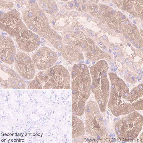Immunohistochemistry (Formalin/PFA-fixed paraffin-embedded sections) - Anti-Gephyrin antibody [EPR12650] - BSA and Azide free (AB250503), expandable thumbnail