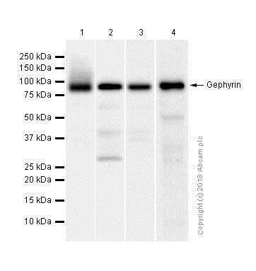 Western blot - Anti-Gephyrin antibody [EPR12650] - BSA and Azide free (AB250503), expandable thumbnail