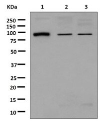 Western blot - Anti-Gephyrin antibody [EPR12650] - BSA and Azide free (AB250503), expandable thumbnail