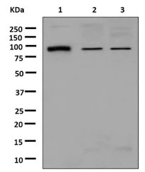 Western blot - Anti-Gephyrin antibody [EPR12650] - BSA and Azide free (AB250503)