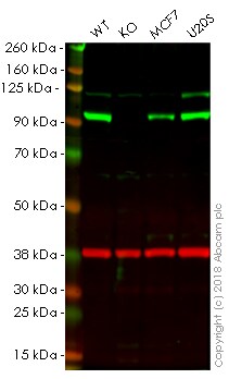 Western blot - Anti-Gephyrin antibody [EPR12650] - BSA and Azide free (AB250503), expandable thumbnail